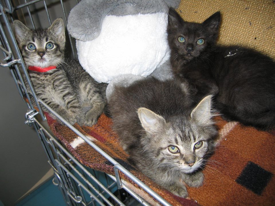 Humane Society of Hobart Kittens